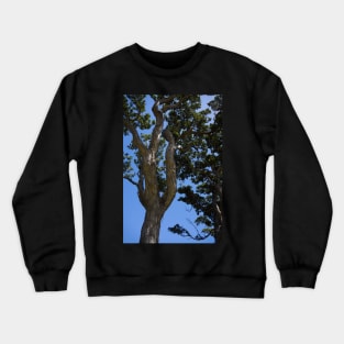 Gnarled Pohutukawa Trees. Crewneck Sweatshirt